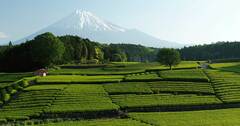 日本の絶景、新緑の茶畑と富士山