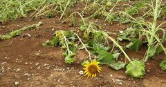 コロナと豪雨で疲弊した日本をこの夏襲う「ダメ押しの災害」とは