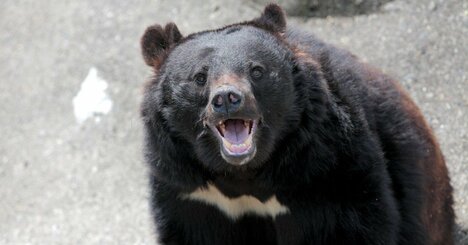 クマに9回襲われて生還した専門家が警告する、首都圏「クマ出没」要注意エリア