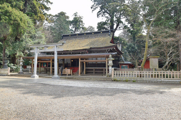 拝殿越しに見た御神木