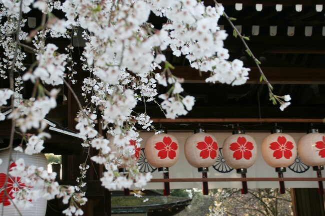 早咲きから遅咲きまで、多彩な桜が咲き継ぐ平野神社（上京区）