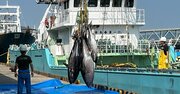 クロマグロの漁獲枠「倍増」案で、日本が国際社会に総すかんを食らった悲しい事情