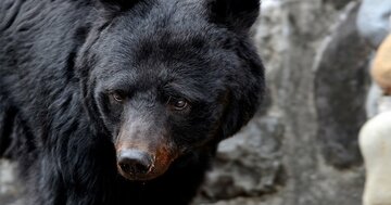 クマに9回襲われて生還した専門家が教える、クマに遭遇したとき「絶対やってはいけないこと」