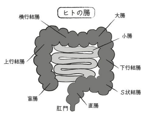 【医師が解説】「腸内環境」と「腸内フローラ」って何が違うの？