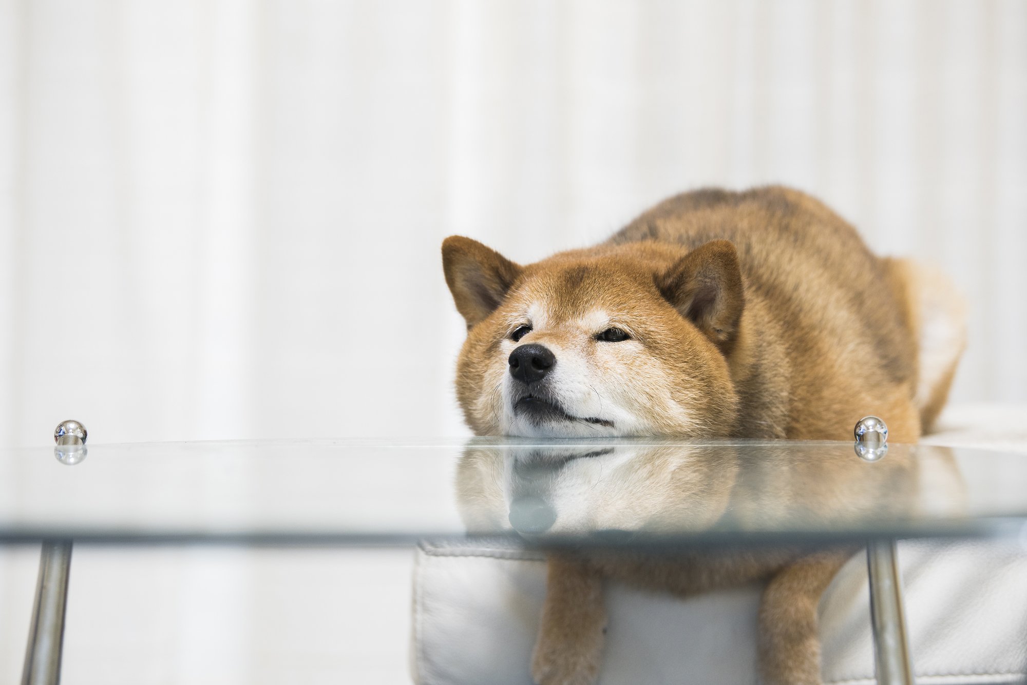 こんな飼い主は犬を憂鬱にさせている!人とペットに見られる驚くべき「感情移入」とは