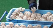 プロ野球キャンプで注目の的、甲子園のヒーローたち