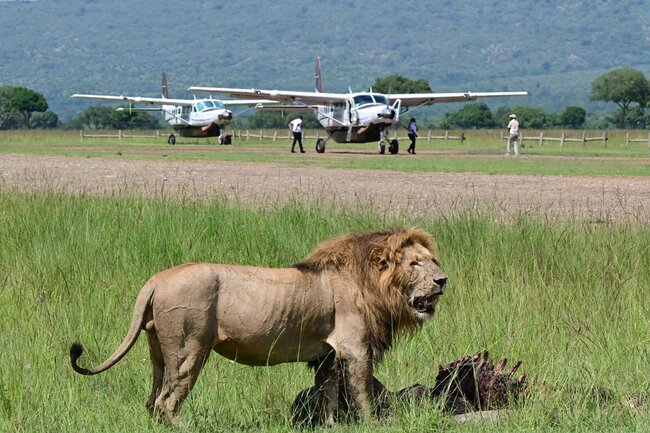 マサイマラ国立保護区に隣接するマラノース保護区の滑走路でカバを食べるライオン
