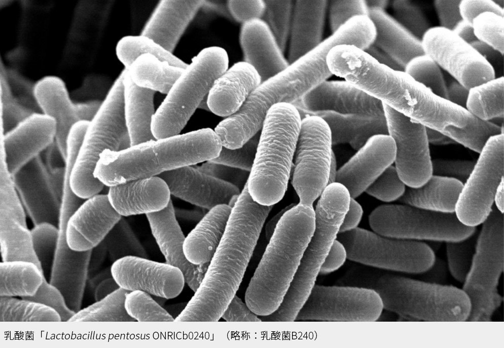 ビジネスパーソンの健康を守り、質の高い仕事の原動力に乳酸菌を摂り続ける効果は計り知れない