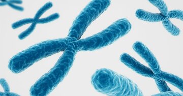 ハチや植物は「分散投資」している?謎めいた生き物の世界をのぞいてみよう