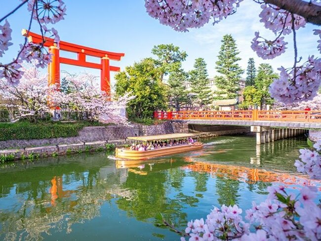 平安神宮の大鳥居と桜の絶景に心躍る