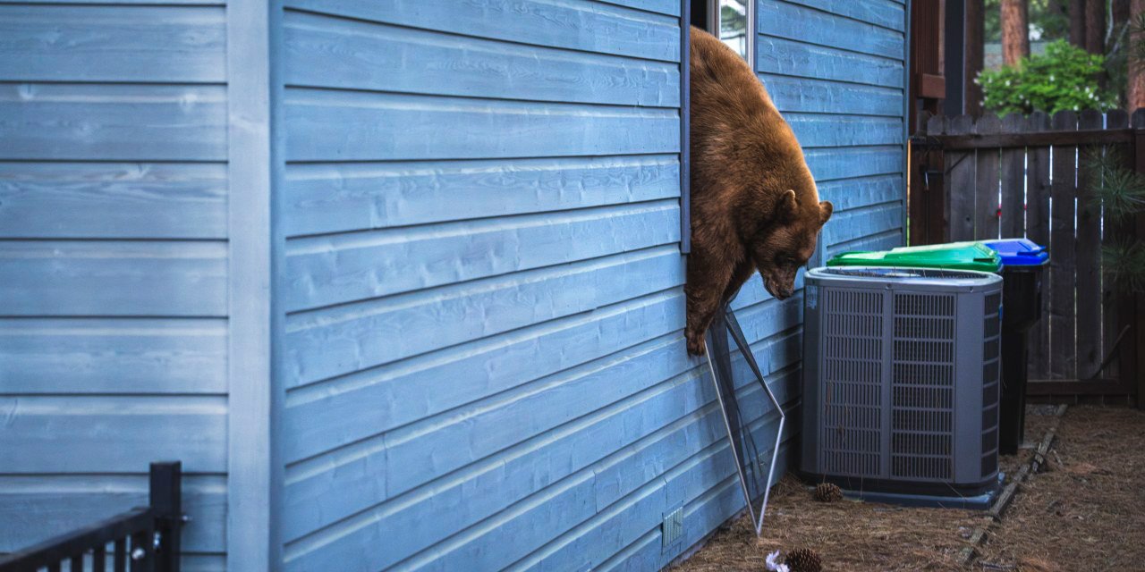 米国でもクマが大暴れ、加州タホ湖周辺で被害最多