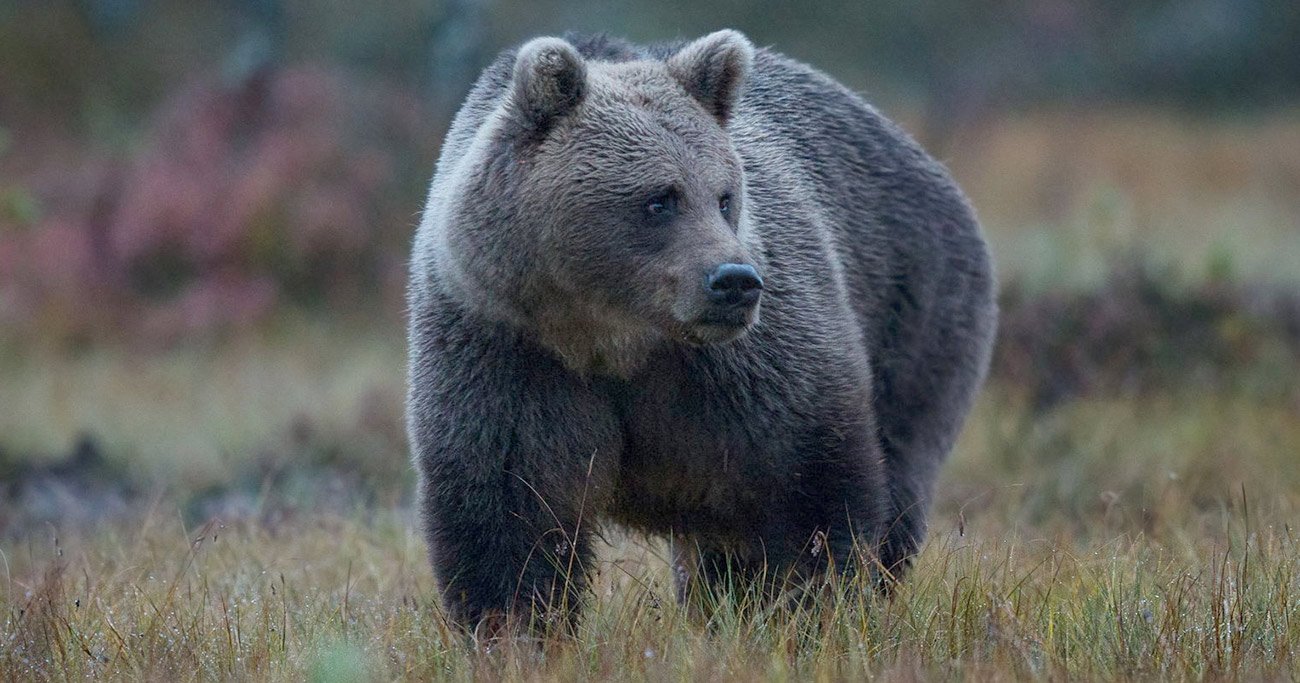 「クマ被害」がJR貨物でも深刻化、シカとの衝突よりもさらに厄介なワケ