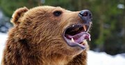 クマが逃げ出す「意外な最強アイテム」とは？撃退スプレーは〈事前にすべきこと〉がある【猟師歴50年のベテラン直伝】