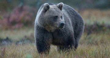 「クマ被害」がJR貨物でも深刻化、シカとの衝突よりもさらに厄介なワケ