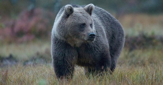 「クマ被害」がJR貨物でも深刻化、シカとの衝突よりもさらに厄介なワケ