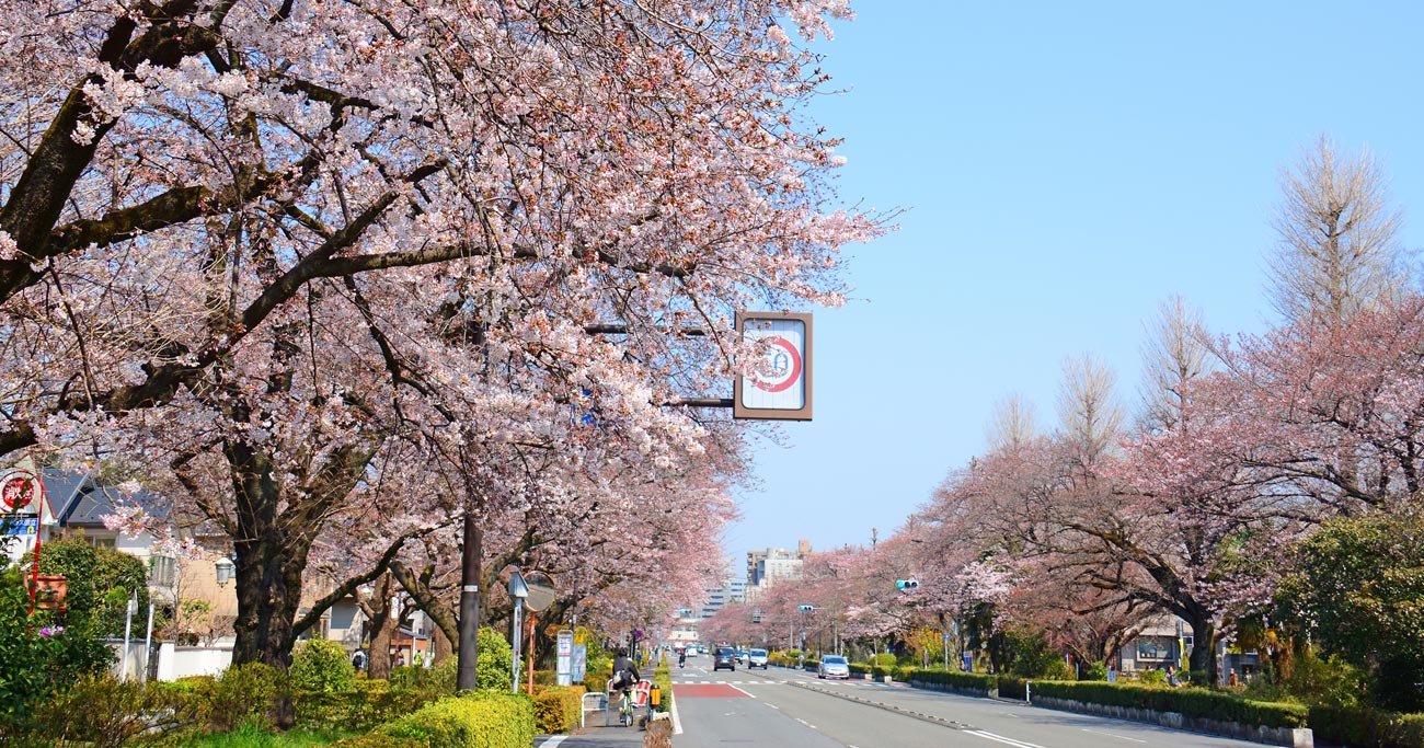 国立市,小学校