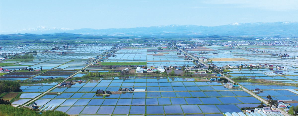 東川町の春の田んぼ