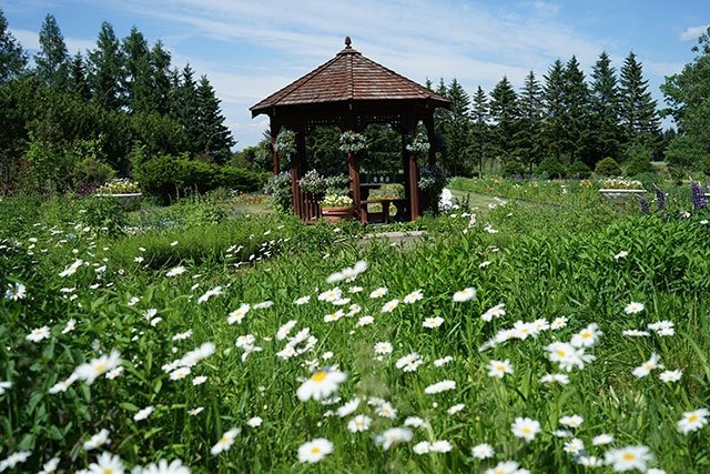 北海道旅行のシーズン到来 壮大なスケールの 花絶景 を楽しむガイド 地球の歩き方ニュース レポート ダイヤモンド オンライン