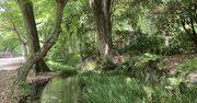 猛暑に負けない！「清らかな水」を求めて京都の街へ――下鴨神社の御手洗祭、出町デルタ…