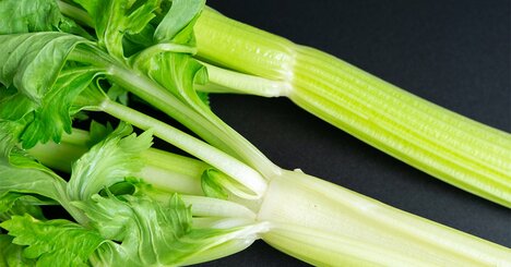 セロリを苦いと感じる人は新型コロナ感染・重症化リスクが低い!?