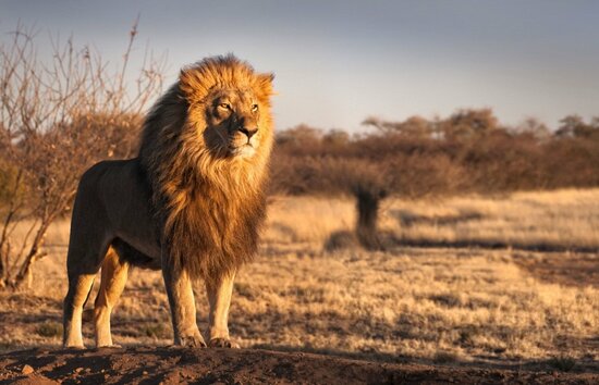 ライオンは地球で最も恐るべきハンター…超納得の4つの最恐の理由