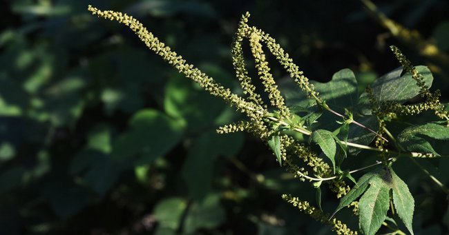 ブタクサは「秋の花粉症」の代表的な原因植物　