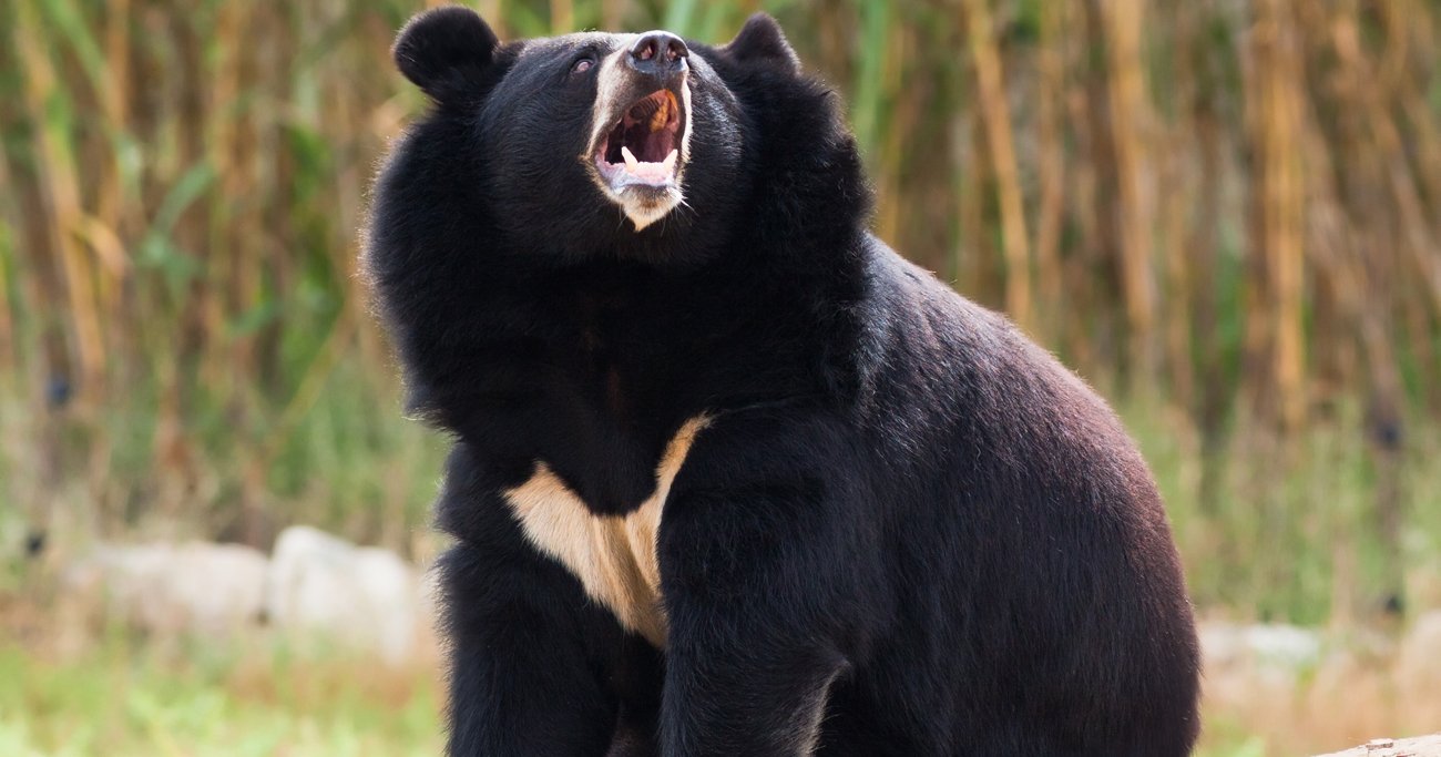 残念ですが、自衛隊に「クマ退治」はできません…現役自衛官が漏らした“銃を使え”論への違和感