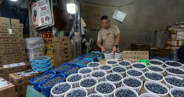 中国でブルーベリー市場開拓の米企業、栽培ノウハウ奪われる