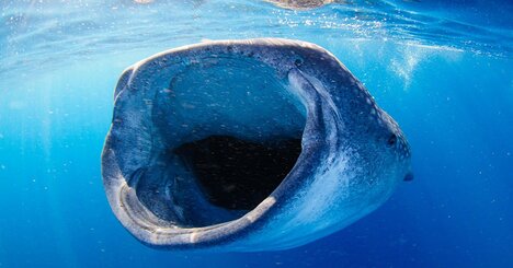 【精神科医が教える】なぜか人生がうまくいく人の共通点…「ジンベイザメ」な生き方とは？