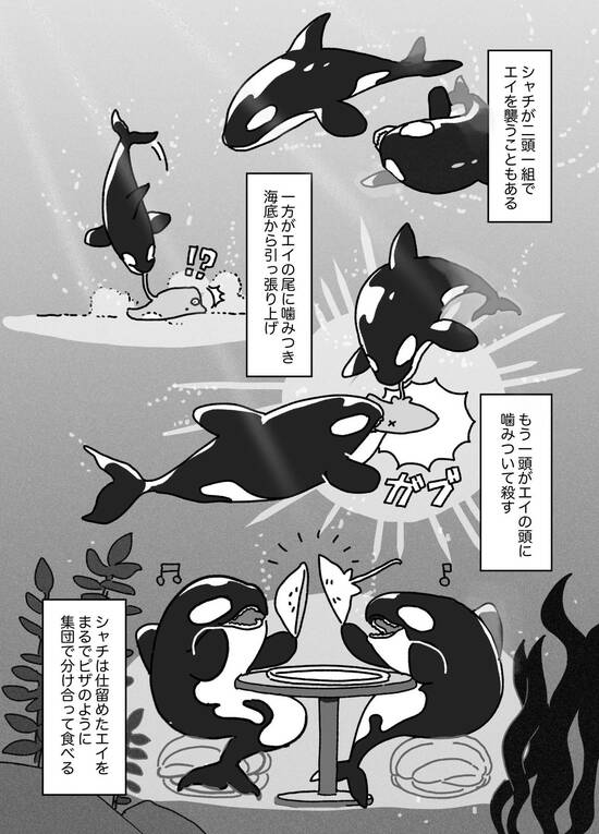 【マンガ】エイをピザのように分け合い、アザラシを氷から叩き落とし、世界最大の「ホホジロザメ」を催眠状態にして葬る…「シャチ」に襲われた動物の無惨な最期とは