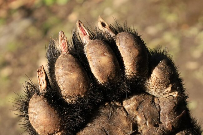 ツキノワグマの前脚