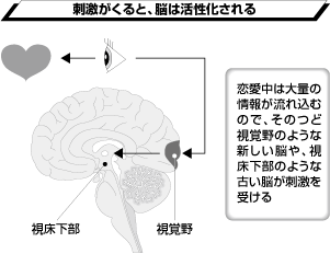 刺激がくると、脳は活性化される