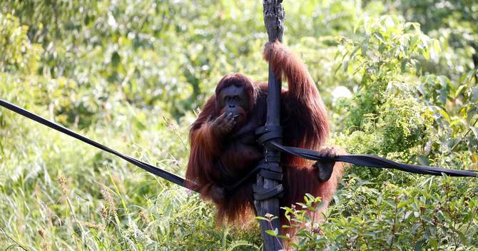 ボルネオ・オランウータン生存財団が運営するリハビリテーション施設で暮らす