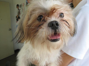 「犬の殺処分ゼロ」を神奈川県が3年連続達成できた理由