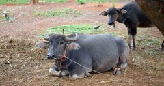 【インド人も牛肉を食べる】その数なんと2億人!? インドを支える牛の力