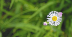 「世界に1つだけの花」を願う親が子どもを苦しめてしまう理由