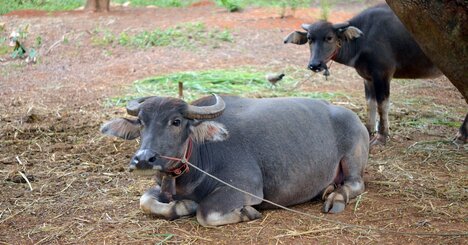 【インド人も牛肉を食べる】その数なんと2億人!? インドを支える牛の力