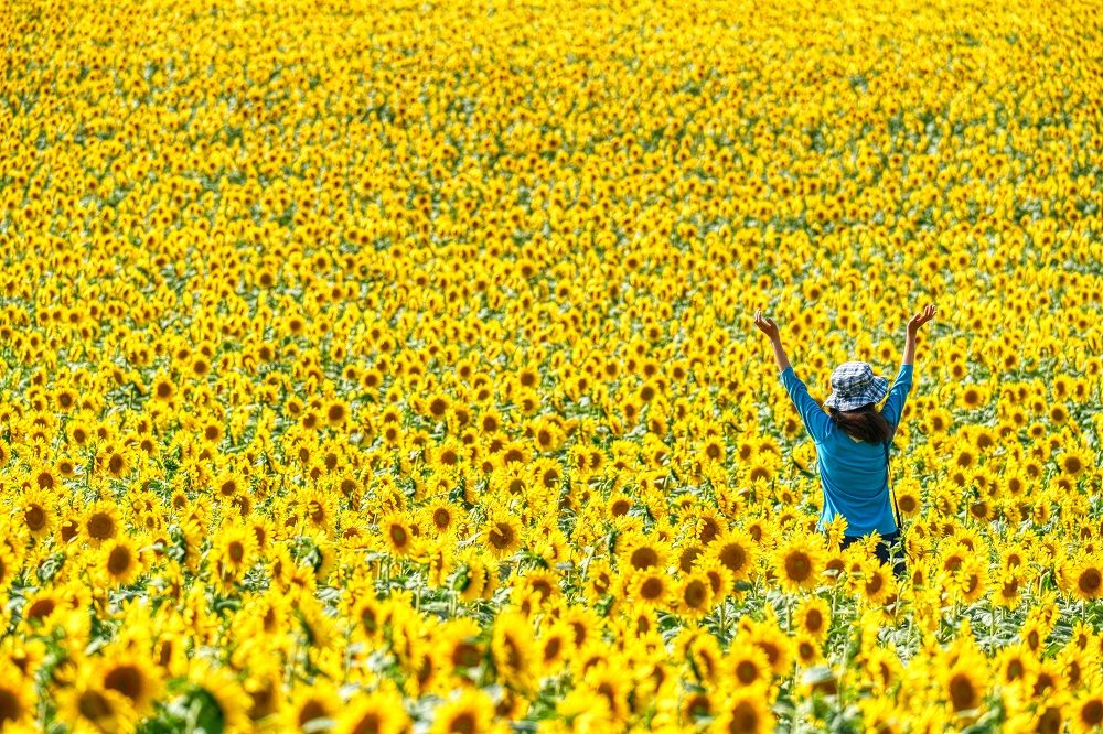 【北海道】死ぬまでに1度は見たい「7色の花畑」、海外観光客も絶景に驚嘆!〈写真付き〉