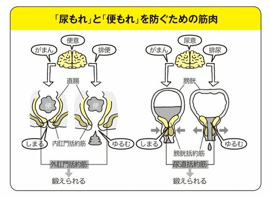 【『世界一受けたい授業』で話題】フィジカルトレーナー・中野ジェームズ修一が教える中年男女に忍び寄る“尿もれ問題”に終止符を打つ方法