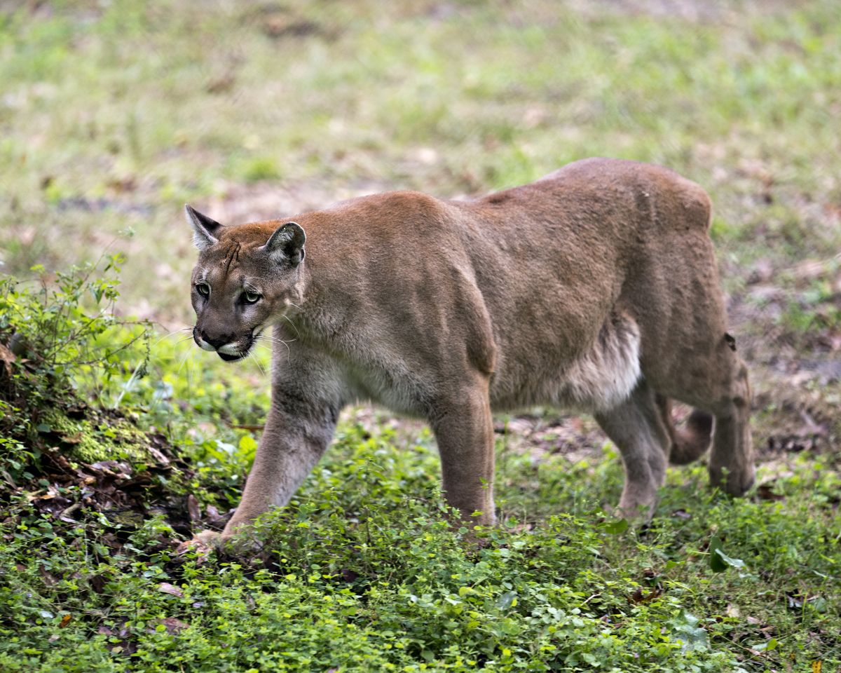 フロリダパンサー(『絶滅できない動物たち』より)