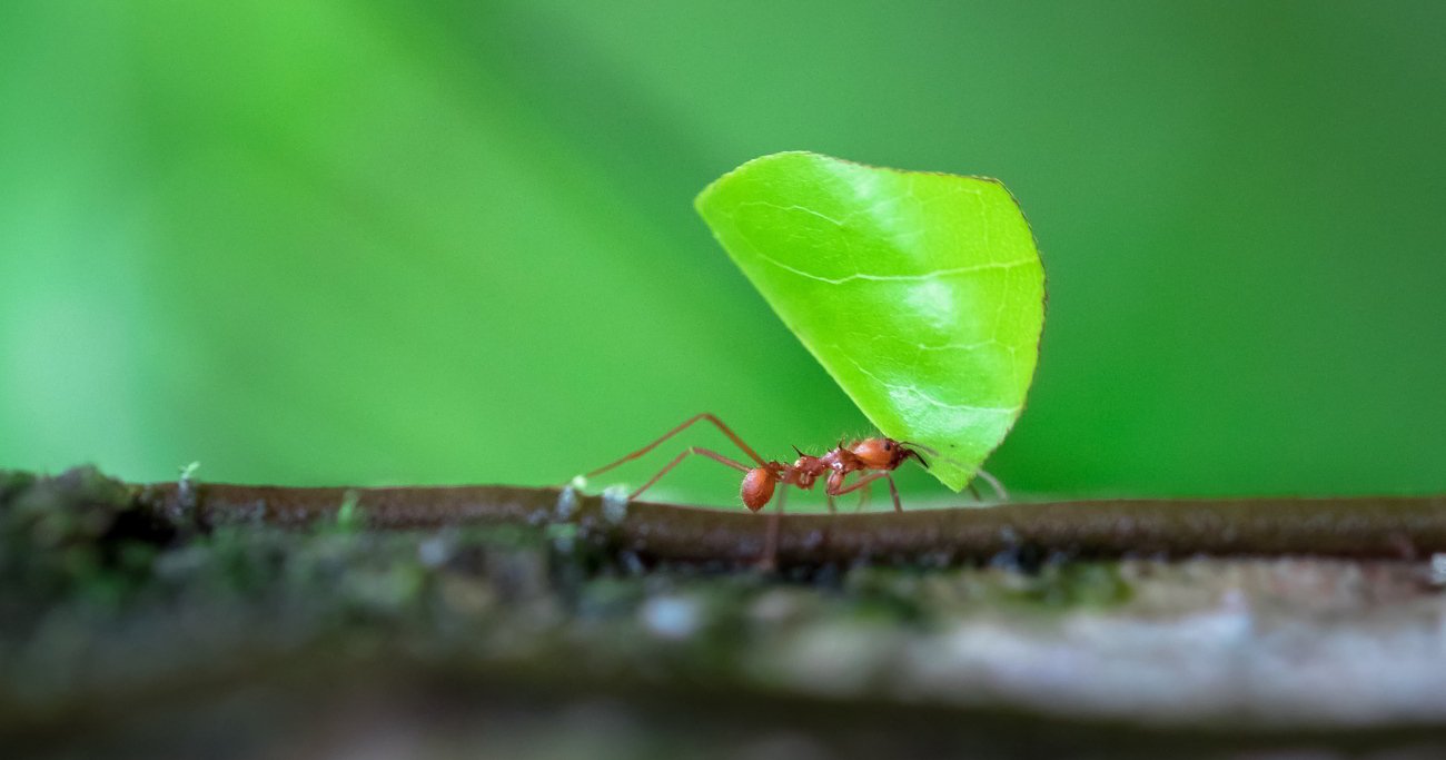 農業する昆虫「ハキリアリ」のすごい能力