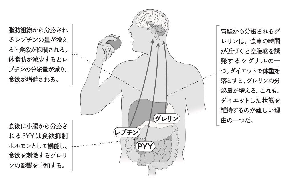 【肥満外科医が教える】運動しても、食事制限しても痩せない人が知らない「たった1つの原因」