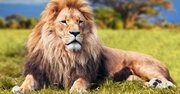 30人を殺し、6発の銃弾を浴びても生きていた「人食いライオン」と遭遇した男の凄惨な経験とは