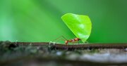 農業する昆虫「ハキリアリ」のすごい能力