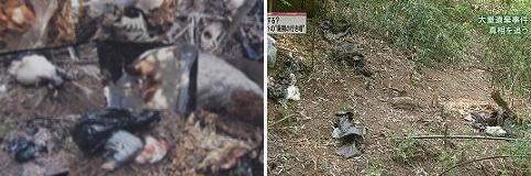 ペット大国日本が抱える問題。<br />葬儀から霊園まで、「ペットの死」をめぐるトラブルの現場