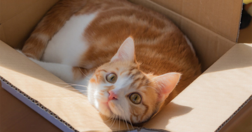 猫飼いあるある!猫いわく「人生を豊かにするものは、たいていタダである」