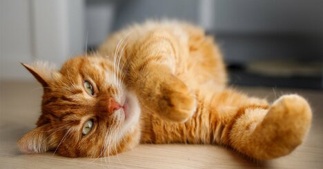 113年間、科学者とネコ好きを悩ませた「茶トラ猫の謎」が最新研究で明らかに
