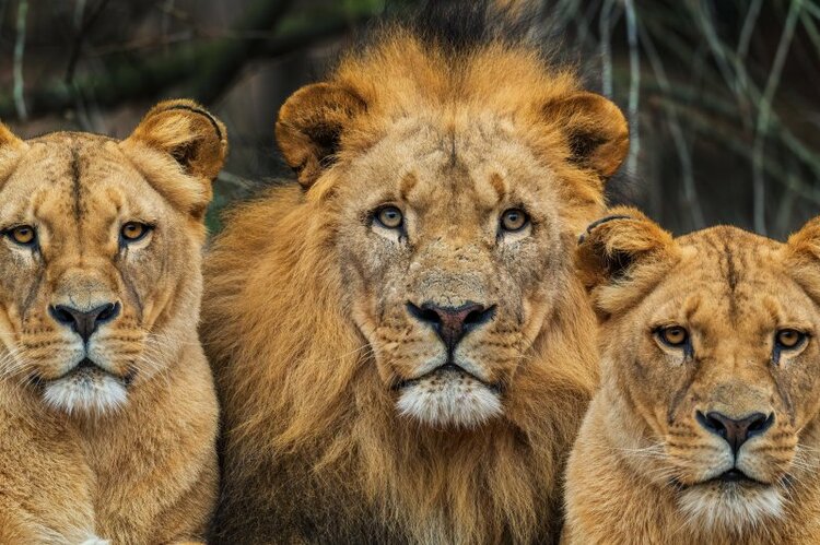 【面接の奇問】ライオンとワニ、どっちが強いと思う？