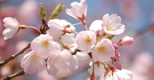 日本の桜は2度死んだ。迫る3度目の危機！