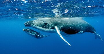 子クジラが母クジラの口の中へ。さらにはイルカも口の中へ【とても感動的な「クジラの抱擁」とは？】